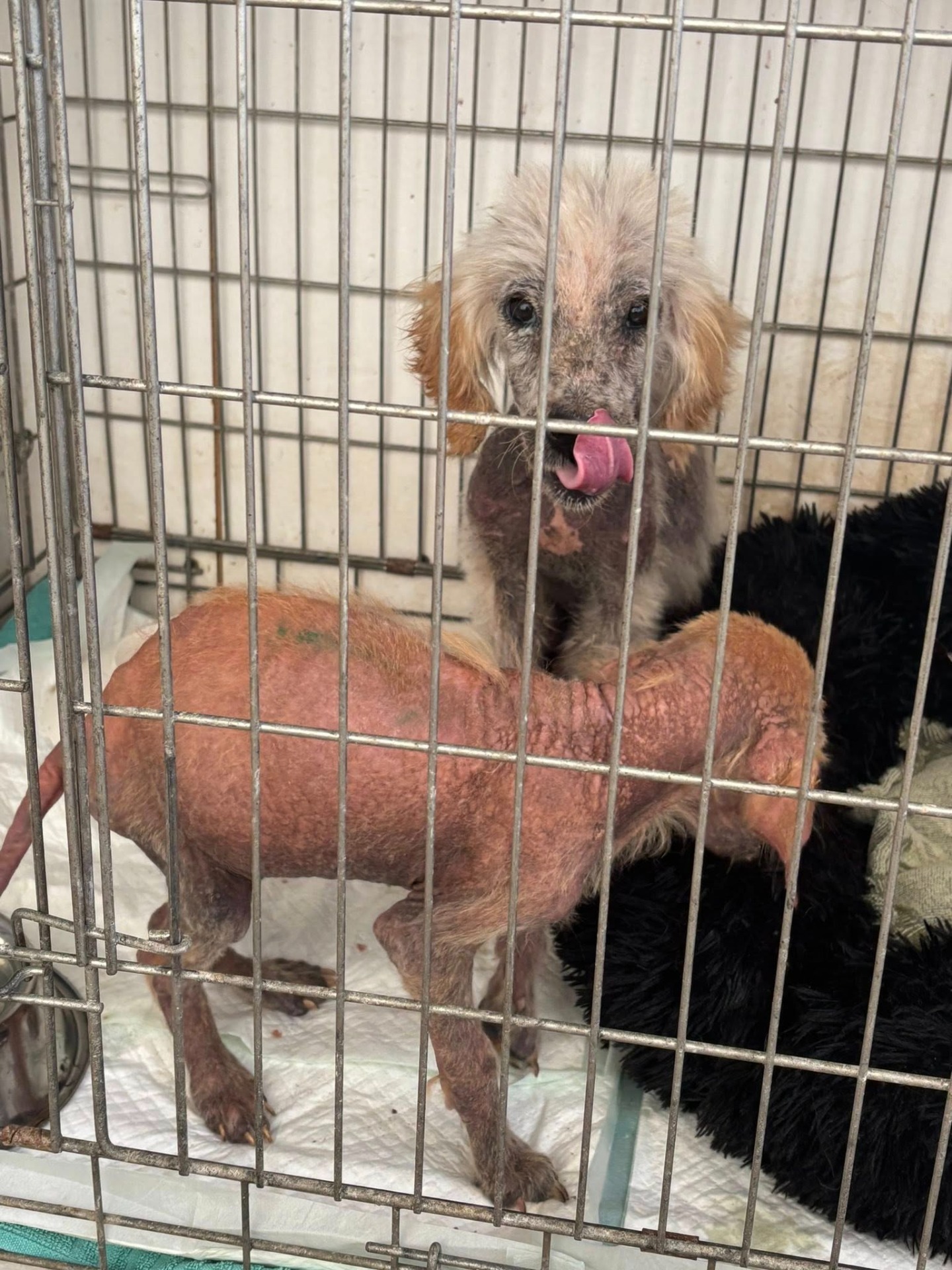 Jája a Pája byli prvním příjmem z Odrovické kauzy